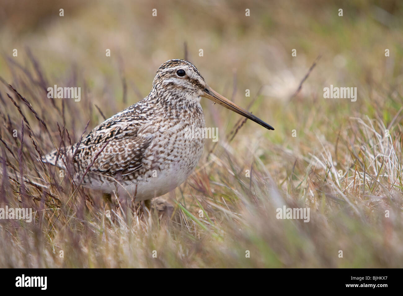 Magellanic Snipe Gallinago paraguaiae magellanica Snipe Sea Lion Island Falkland Islands Stock Photo