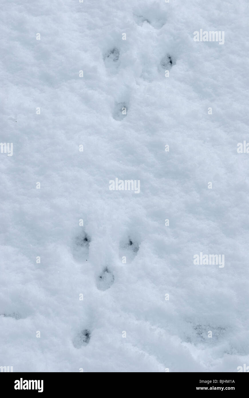 Rabbit tracks in snow Stock Photo Alamy