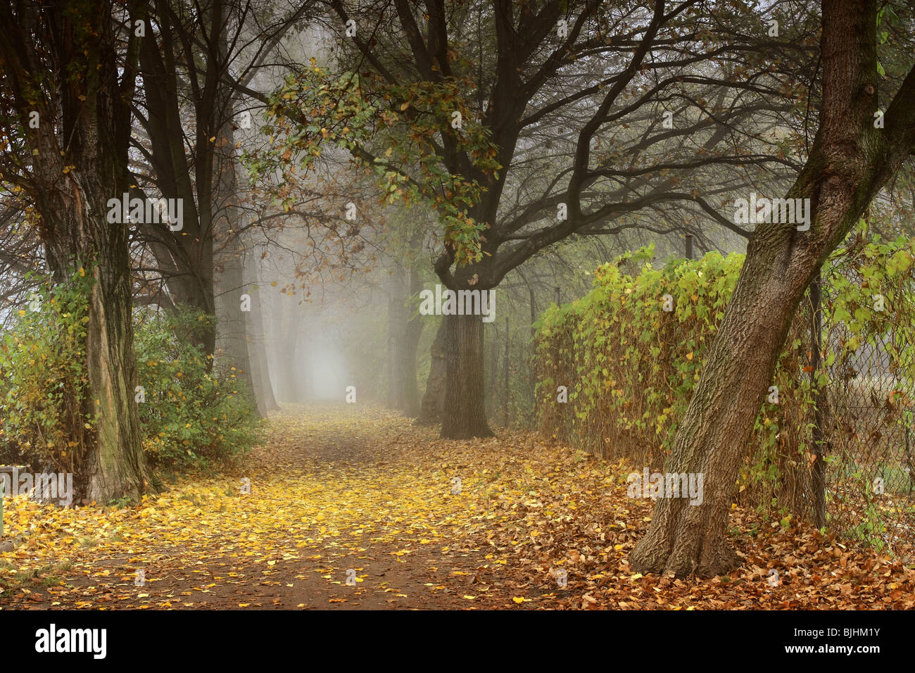 A park alley in the autumn morning fog Stock Photo