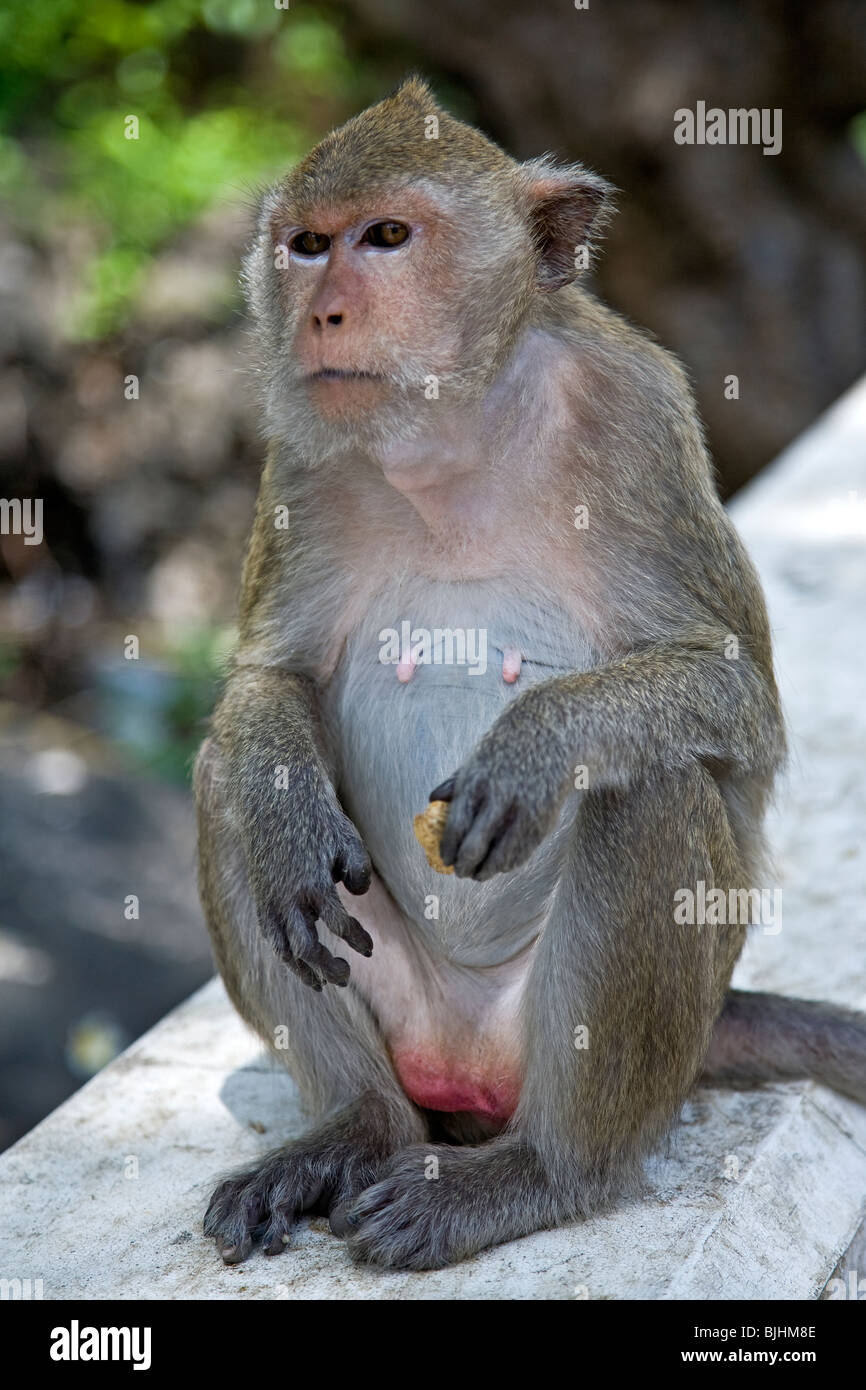 Monkey eating peanuts. Petchaburi. Thailand Stock Photo - Alamy