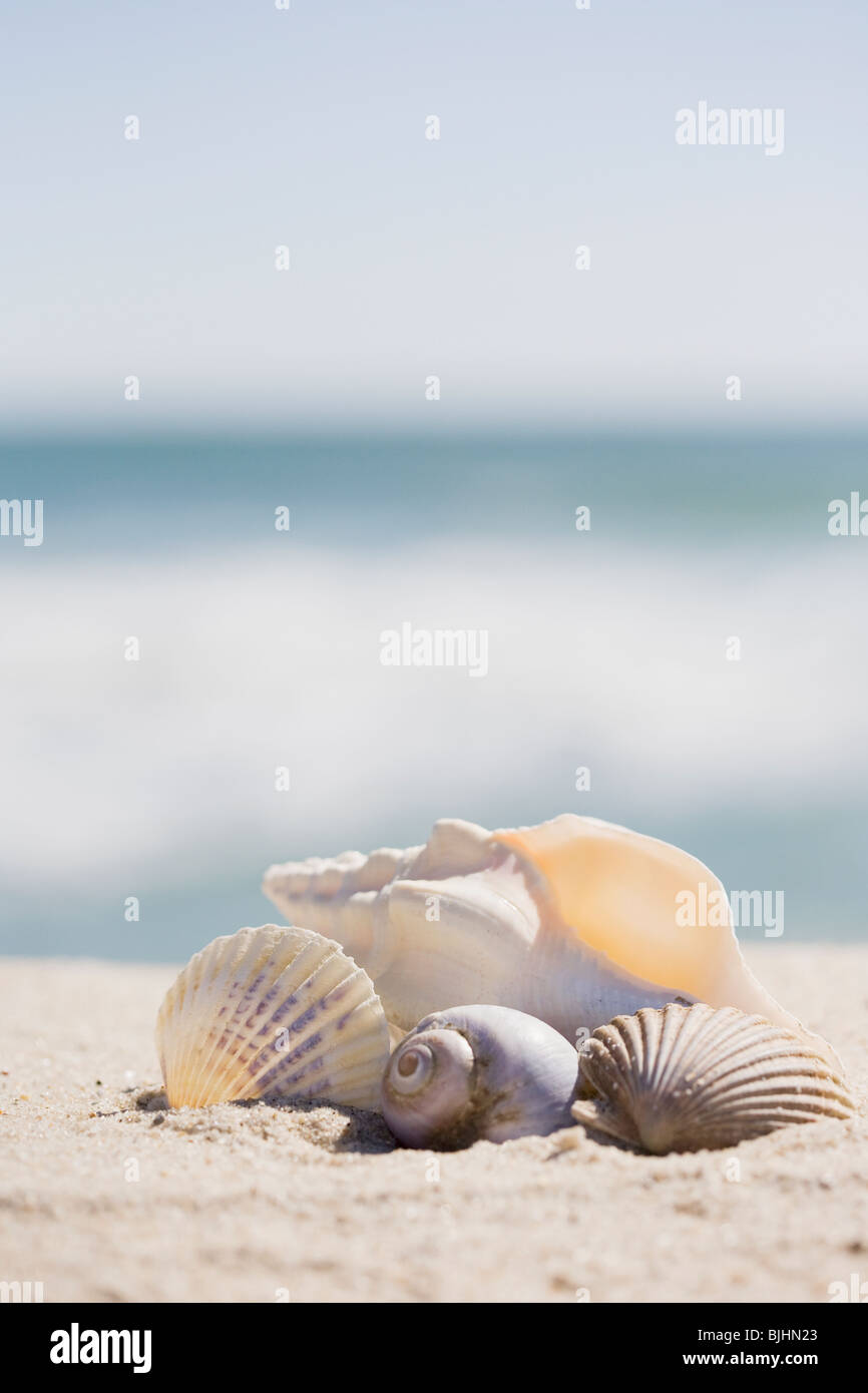 Beach shells Stock Photo