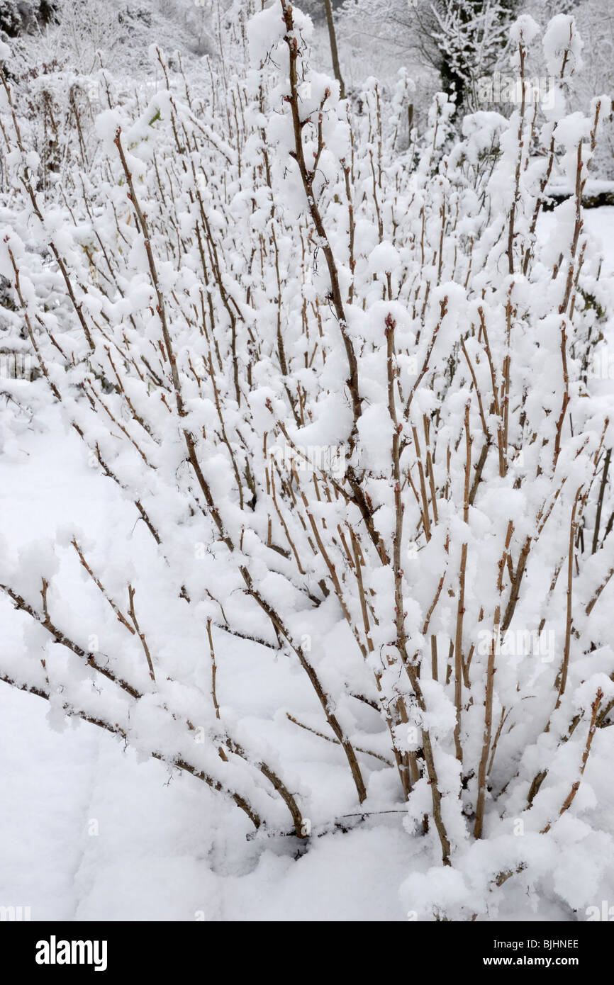 Ribes nigrum, Blackcurrant bushes in snow. Stock Photo