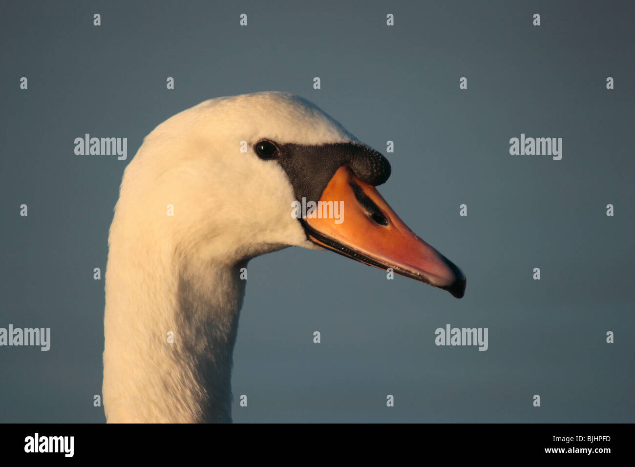 Adult Mute swan. Poole harbour , March. Stock Photo