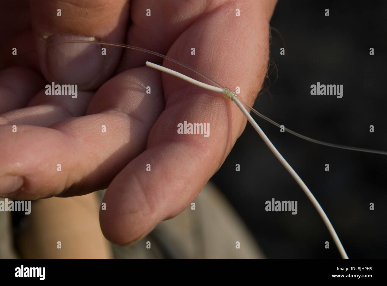 Splice between fly line and leader. Stock Photo