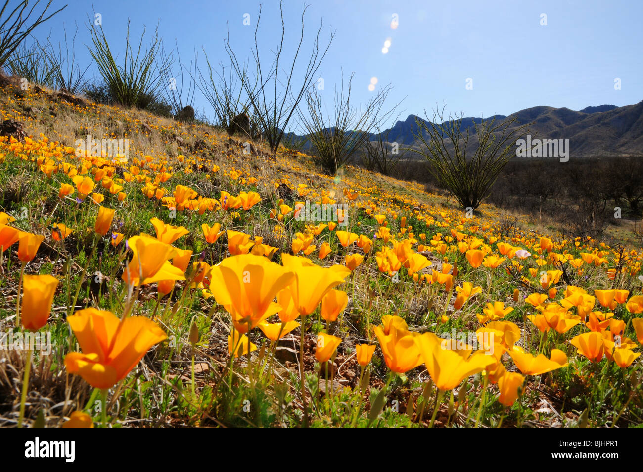Mexican poppies, (Argemone mexicana), grow in the Sonoran Desert, Green