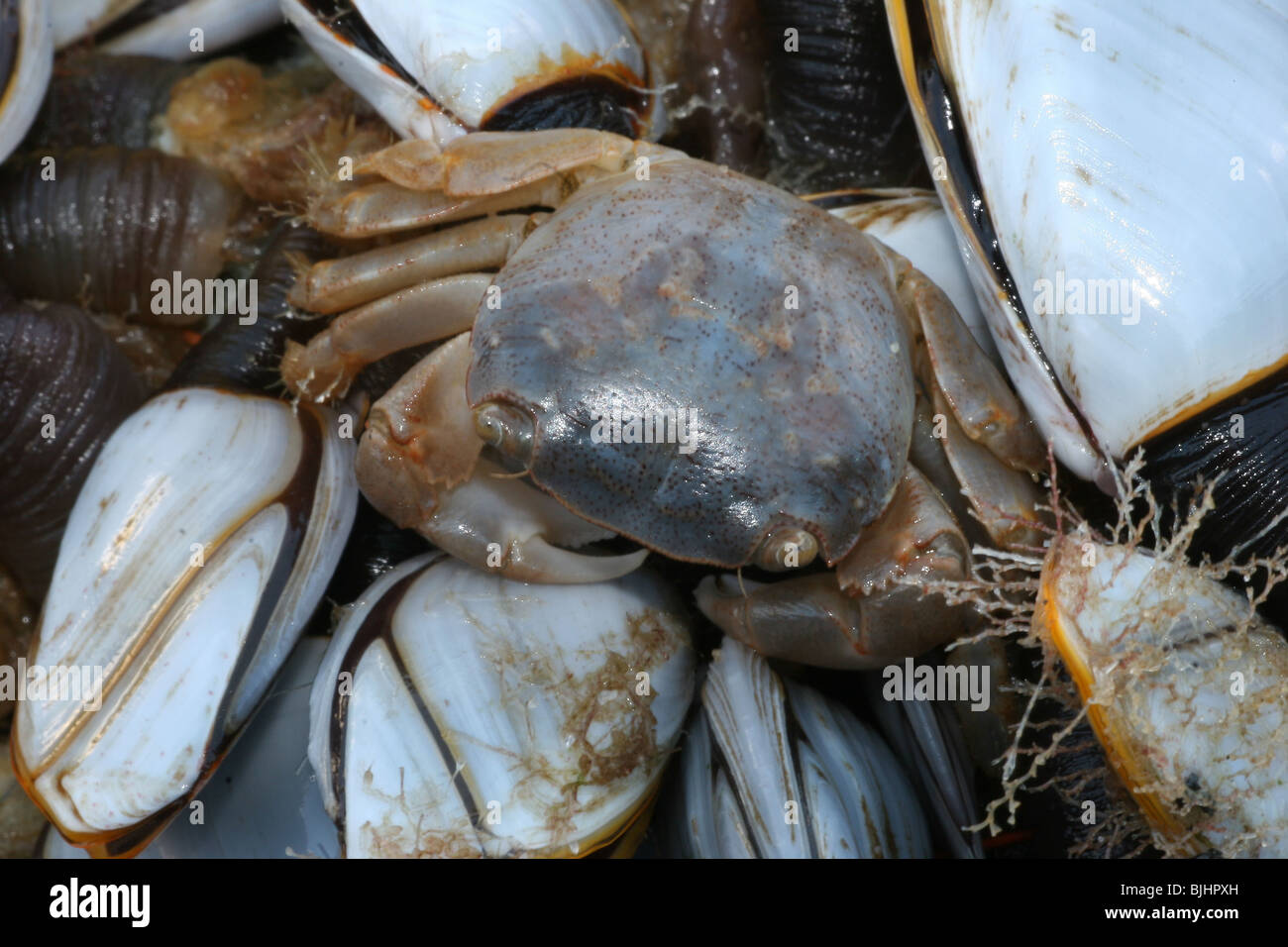 Columbus crab, Planes minutus. Living amongst common goose barnacles , Lepas anatifera. Fishing buoy. Stock Photo
