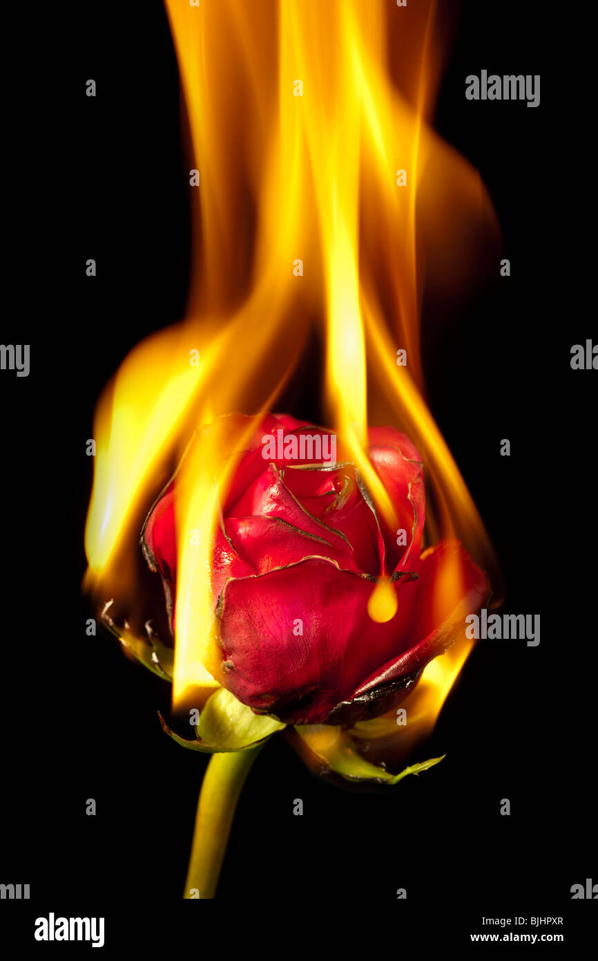 red rose on fire Stock Photo Alamy