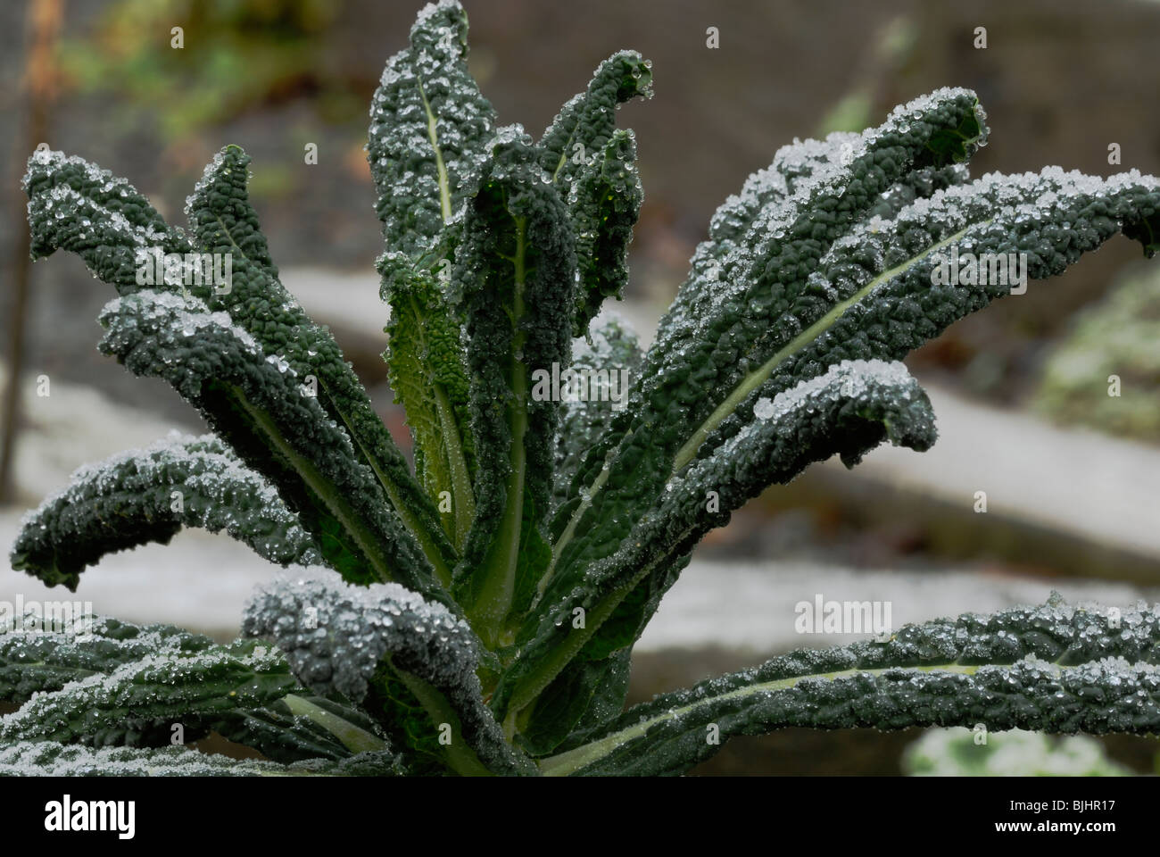 Brassica oleracea var. acephala, Kale, Nero di Toscana, in frost. Stock Photo