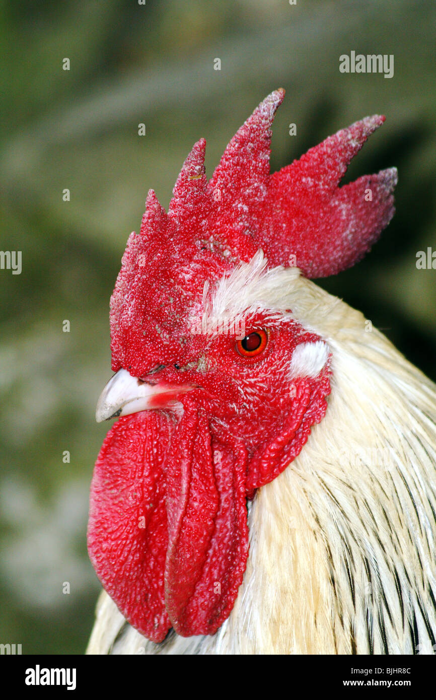 Light Sussex Poultry Breed cockerel farm and agriculture Stock Photo