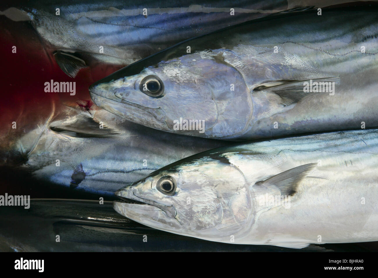 Bonito, skipjack tuna, Sarda Sarda on bloody water Stock Photo