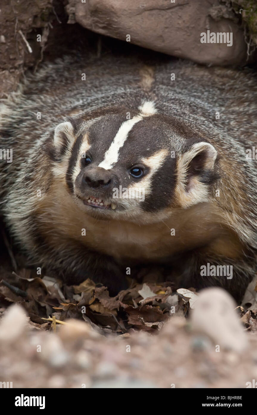 American badger, Taxidea taxus, Sandstone, Minnesota, USA Stock Photo