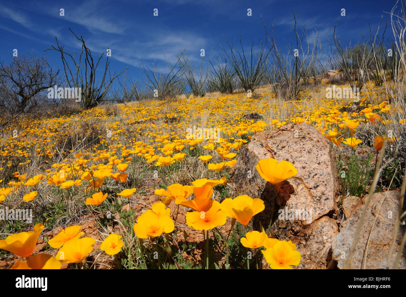 Mexican poppies, (Argemone mexicana), grow in the Sonoran Desert, Green