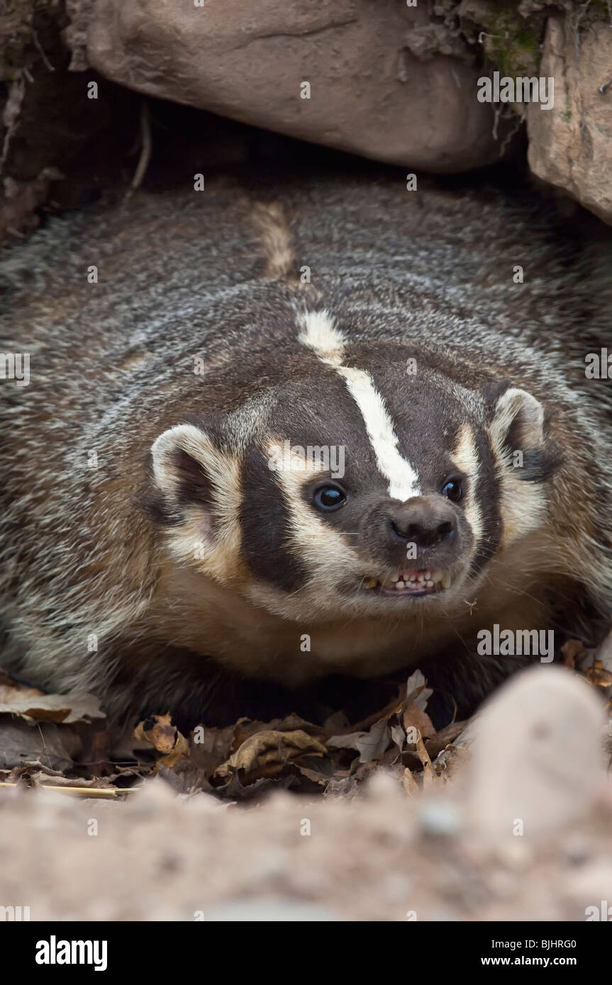 American badger, Taxidea taxus, Sandstone, Minnesota, USA Stock Photo ...