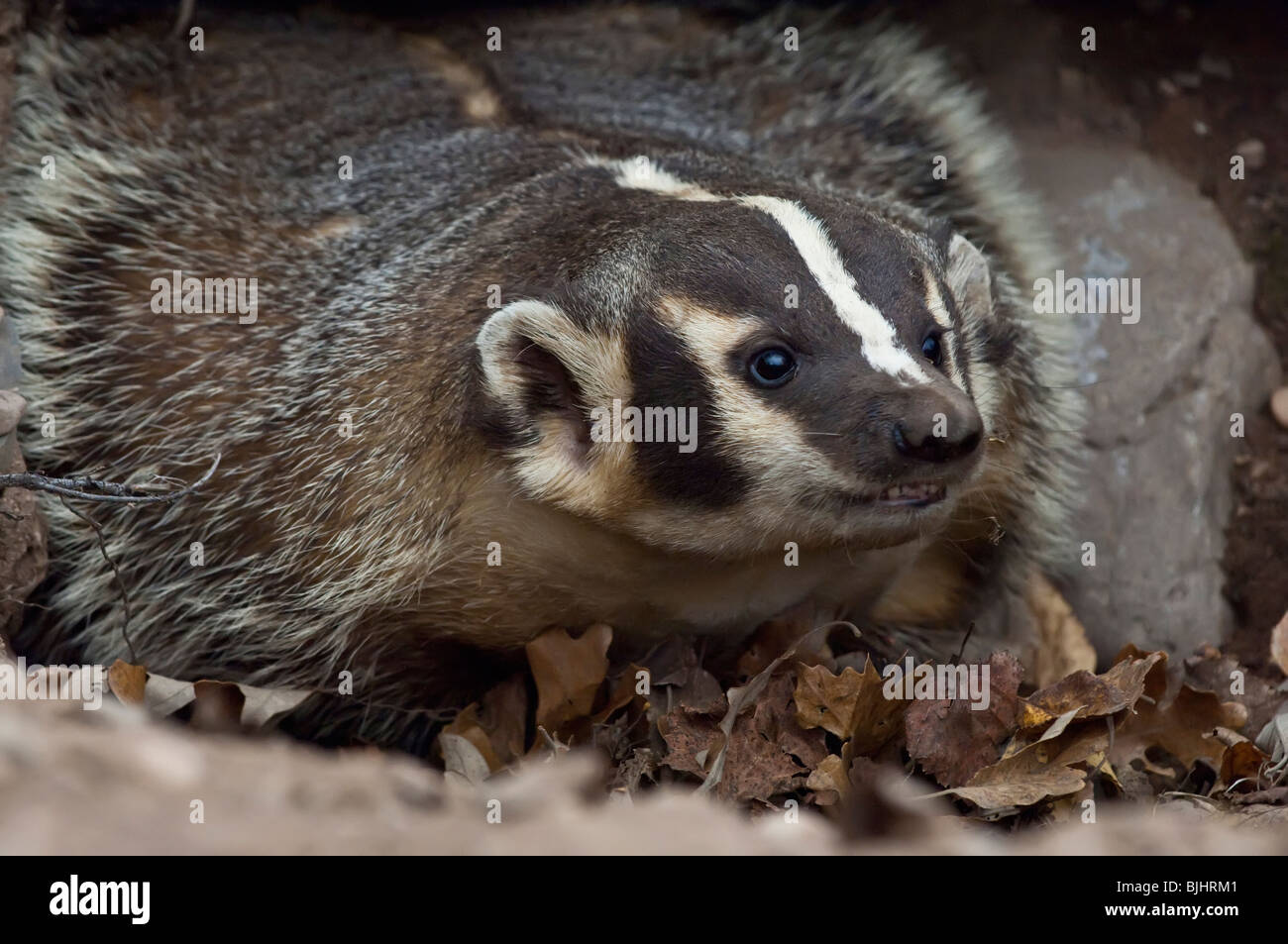 American badger, Taxidea taxus, Sandstone, Minnesota, USA Stock Photo ...