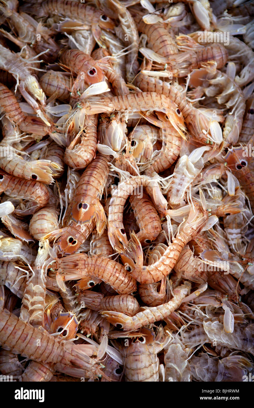 Mediterranean sea crustacean texture, Squilla mantis Stock Photo