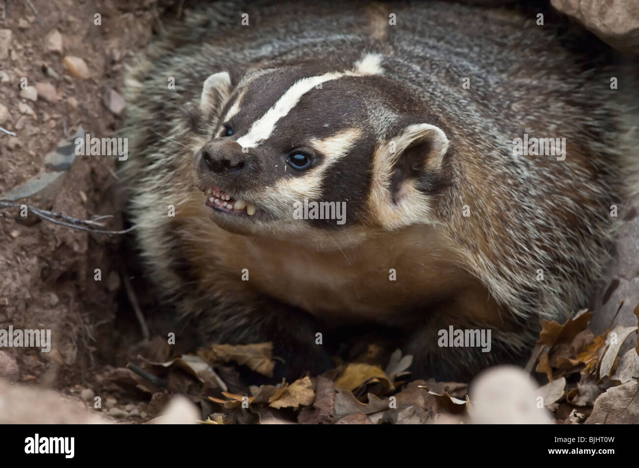 American badger, Taxidea taxus, Sandstone, Minnesota, USA Stock Photo