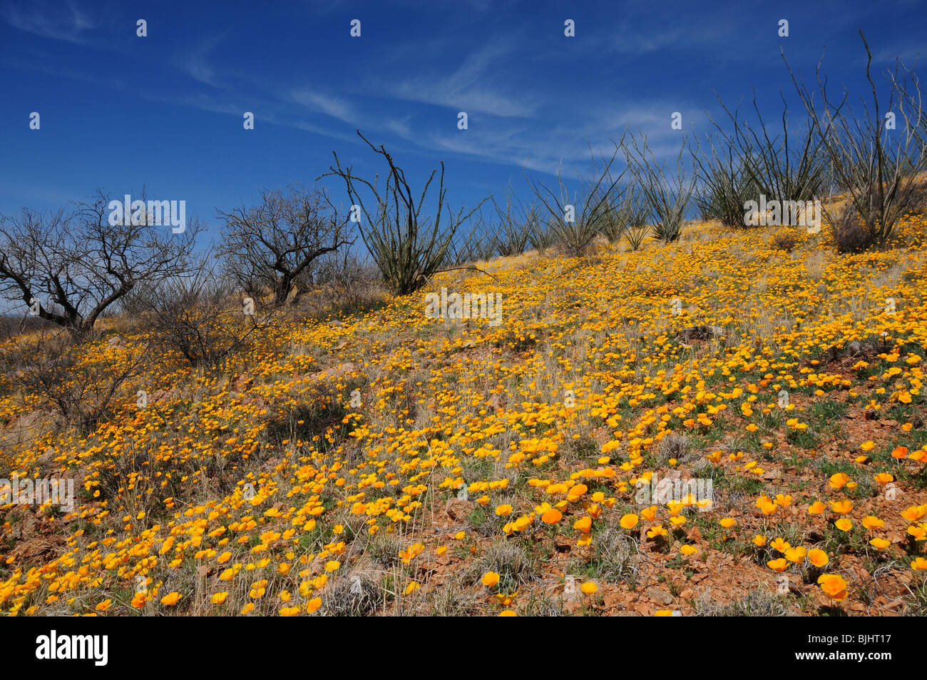 Mexican poppies, (Argemone mexicana), grow in the Sonoran Desert, Green