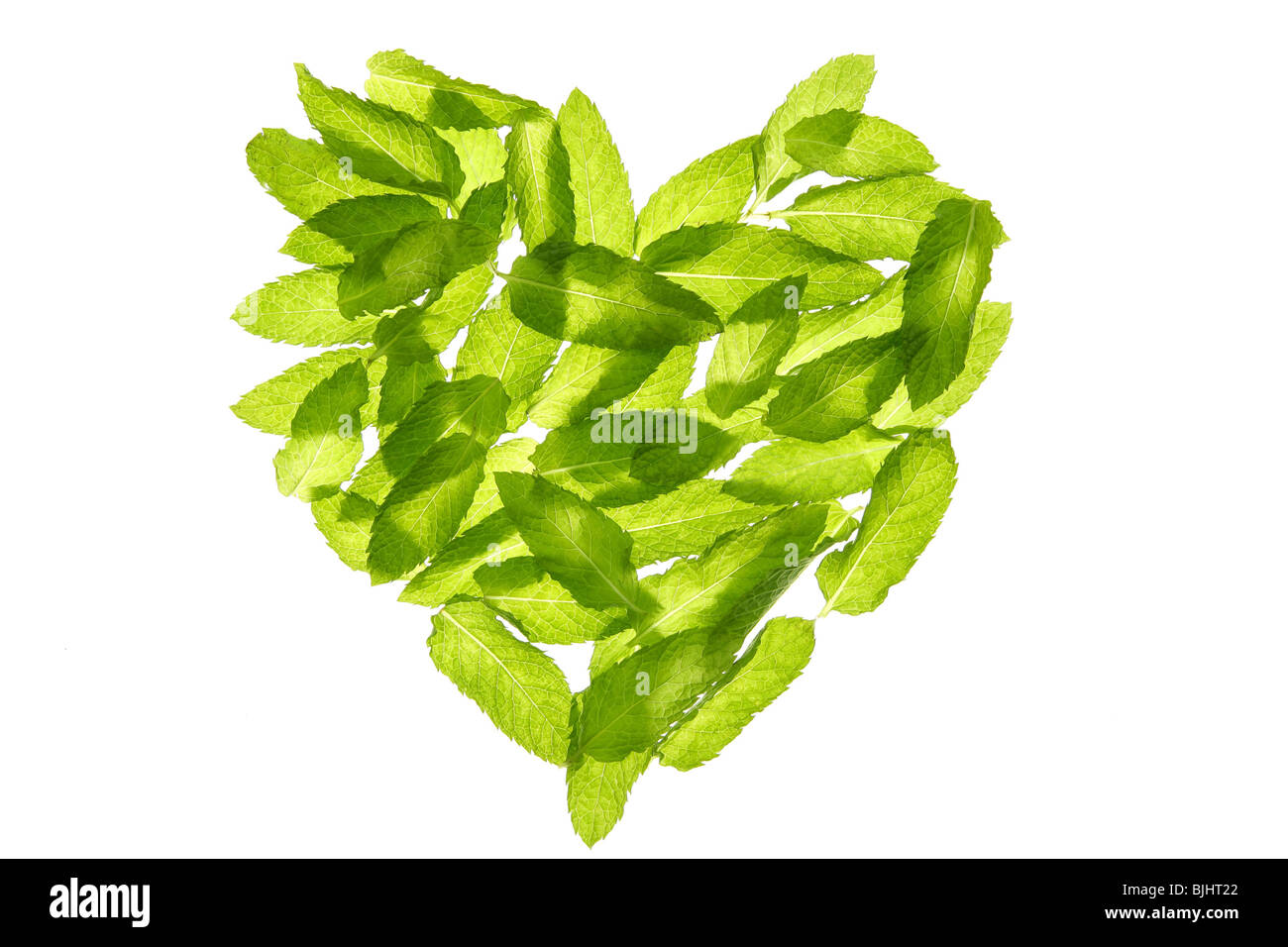 Young mint plant Cut Out Stock Images & Pictures - Page 2 - Alamy