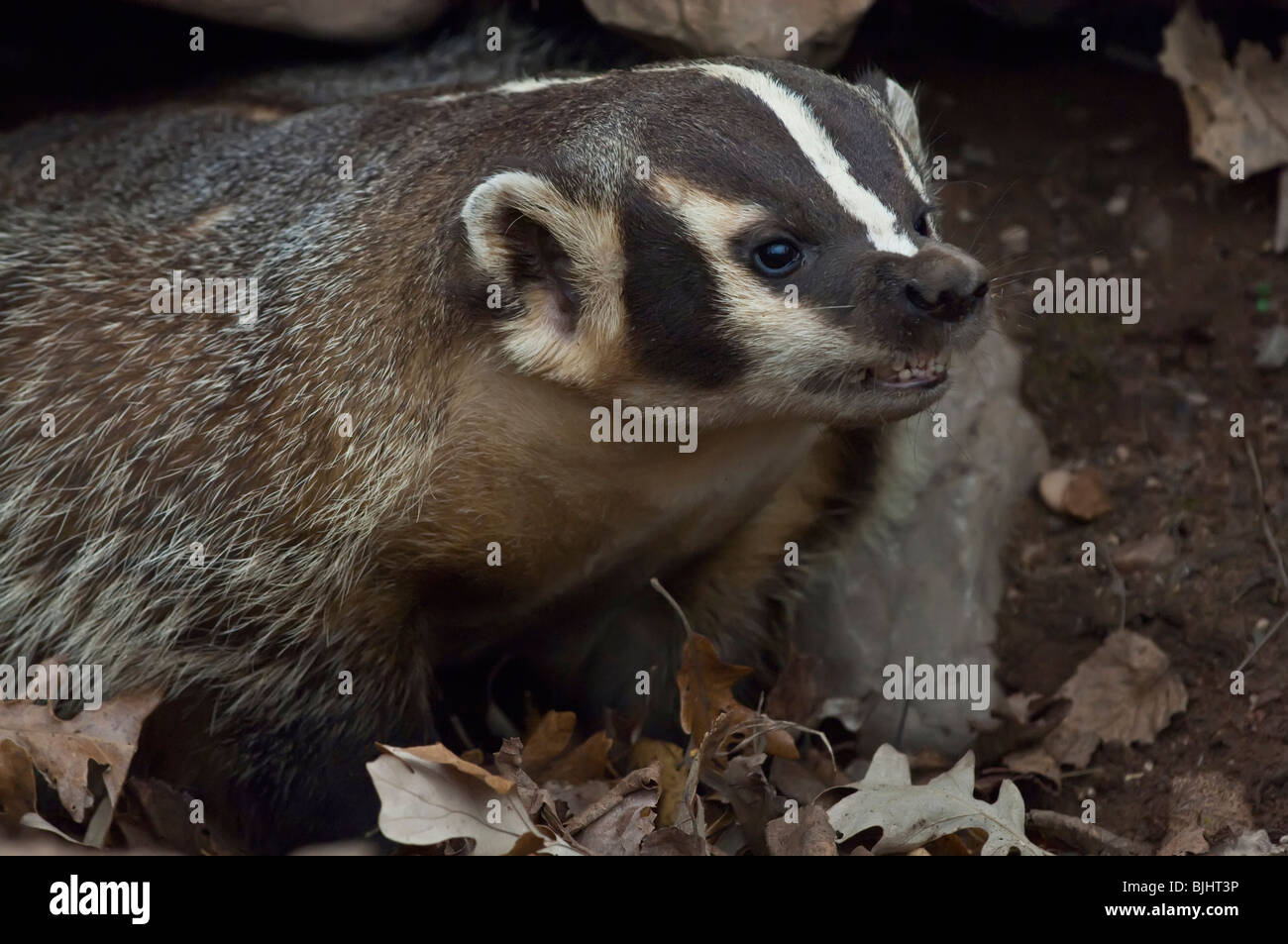 American badger, Taxidea taxus, Sandstone, Minnesota, USA Stock Photo ...