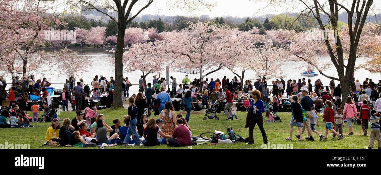 Washington DC Cherry blossoms. Multicultural crowds on Sunday Cherry Blossom Festival around the Tidal Basin. Stock Photo