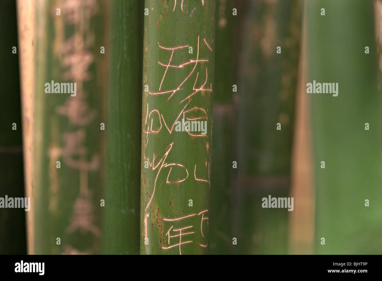 Graffiti reading 'I Love You' etched into bamboo, in the gounds of Yunnan University, Kunming, China. Stock Photo