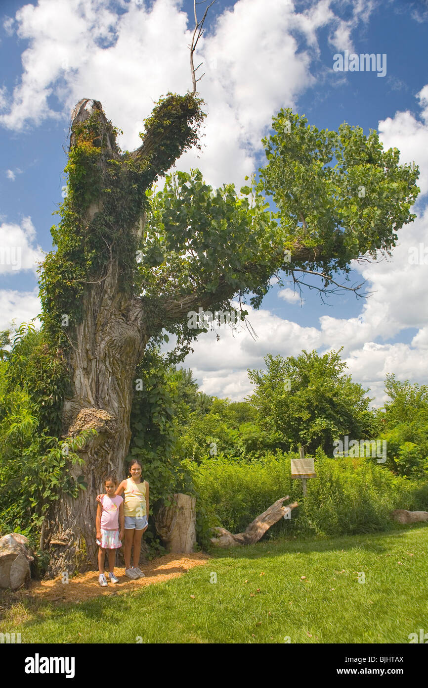 Walt Disney Dreaming Tree Stock Photo