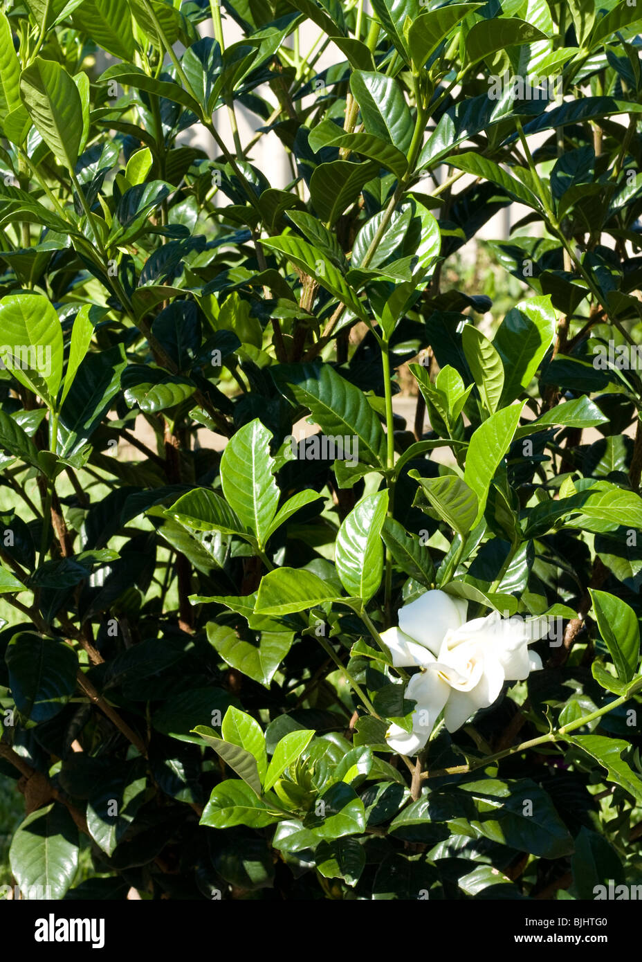 white gardenia with green foliage Stock Photo