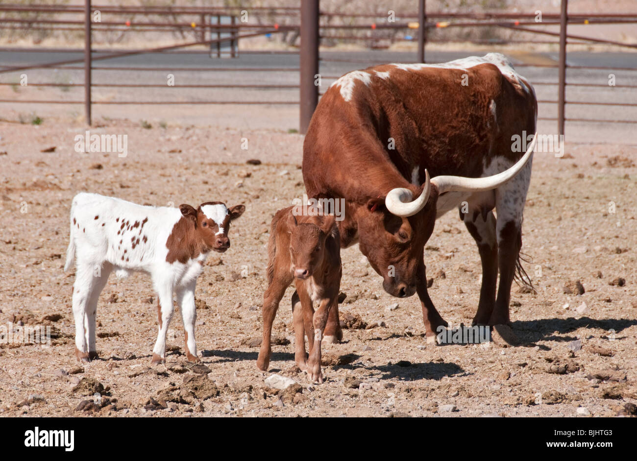 New Mexico, Las Cruces, New Mexico Farm & Ranch Heritage Museum, longhorn cattle cow with calves Stock Photo