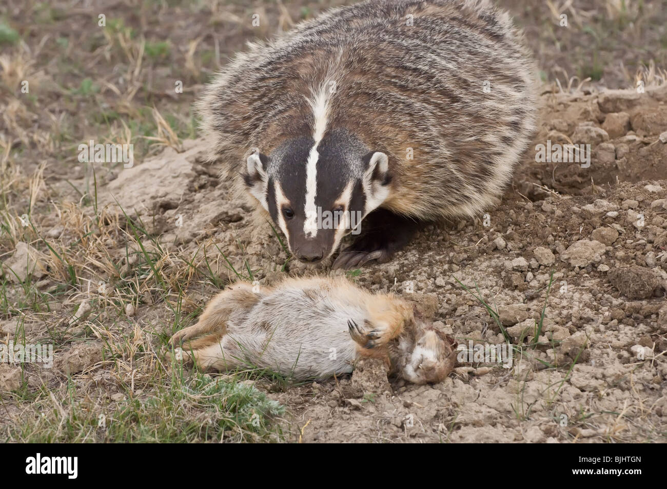 American badger, Taxidea taxus, with dead blacktailed prairie dog