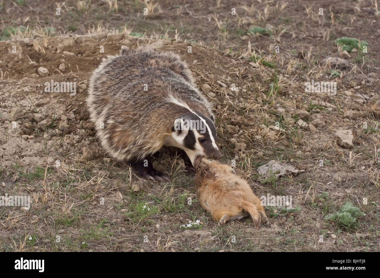 American Badger Taxidea Taxus With Dead Black Tailed Prairie Dog Cynomys Ludovicianus Badlands North Dakota Usa Stock Photo Alamy