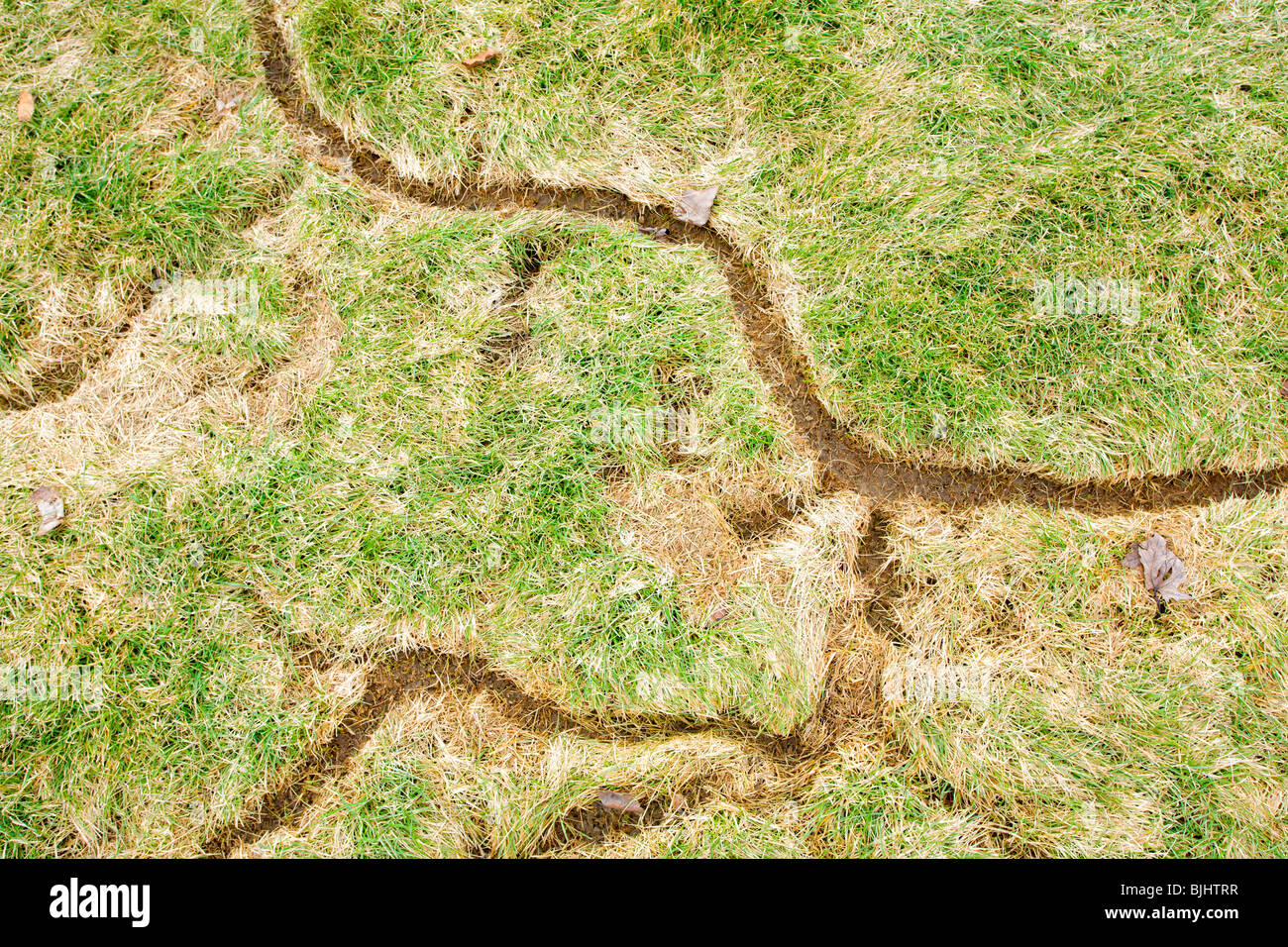 Vole Tunnels In Lawn