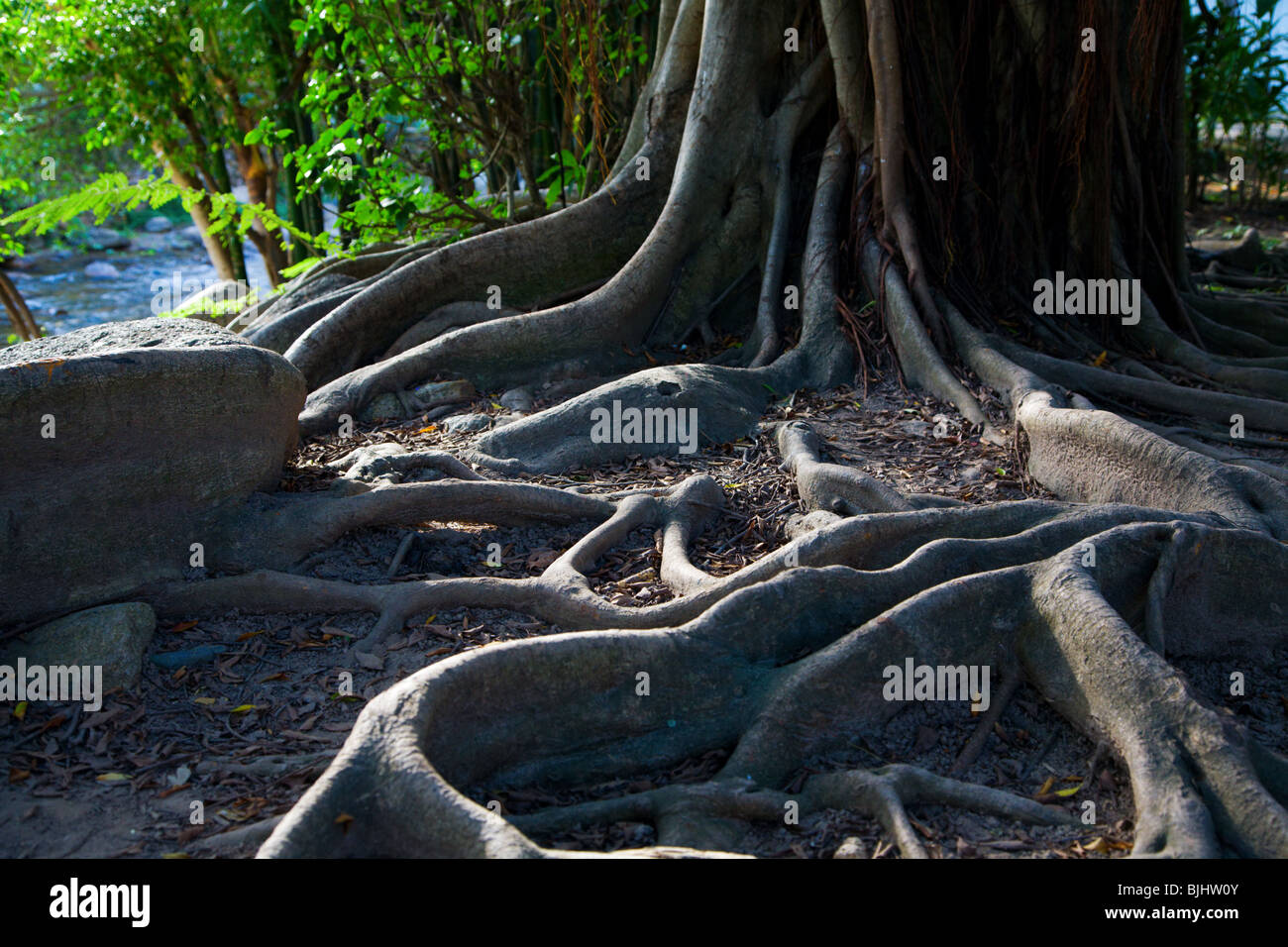 Roots Stock Photo