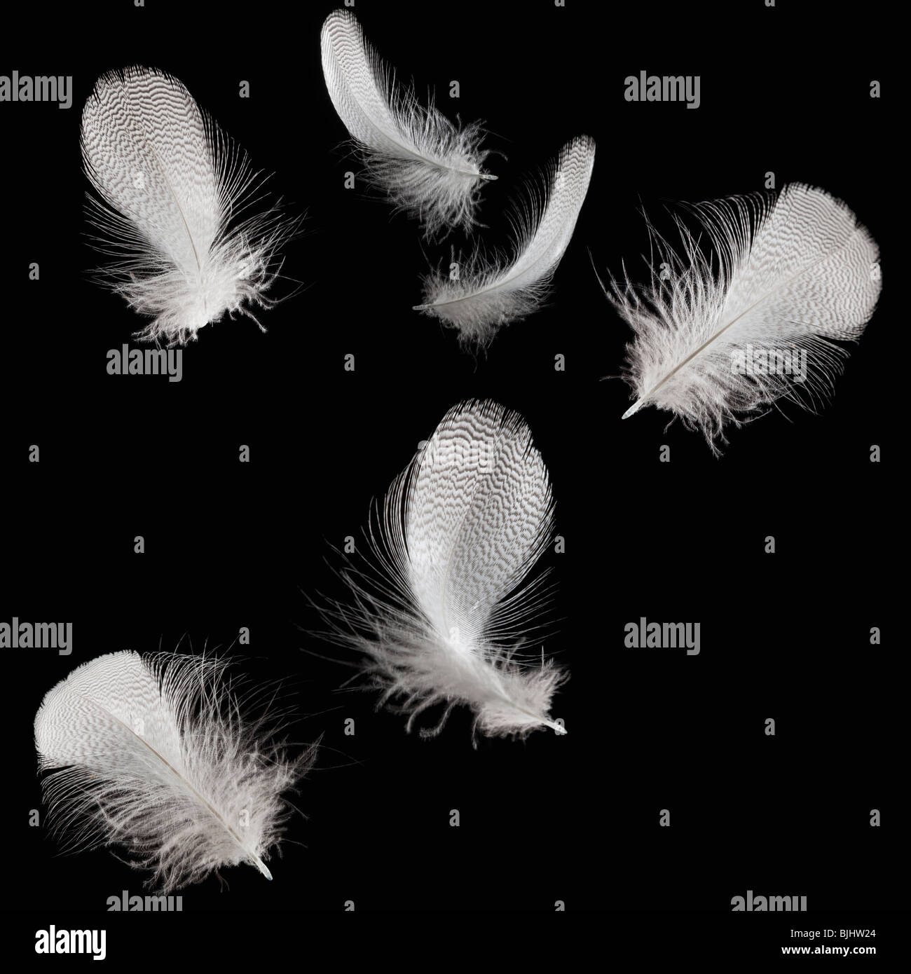 White feathers Stock Photo