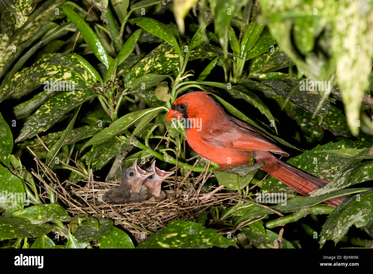 Cardinal nest hi-res stock photography and images - Alamy