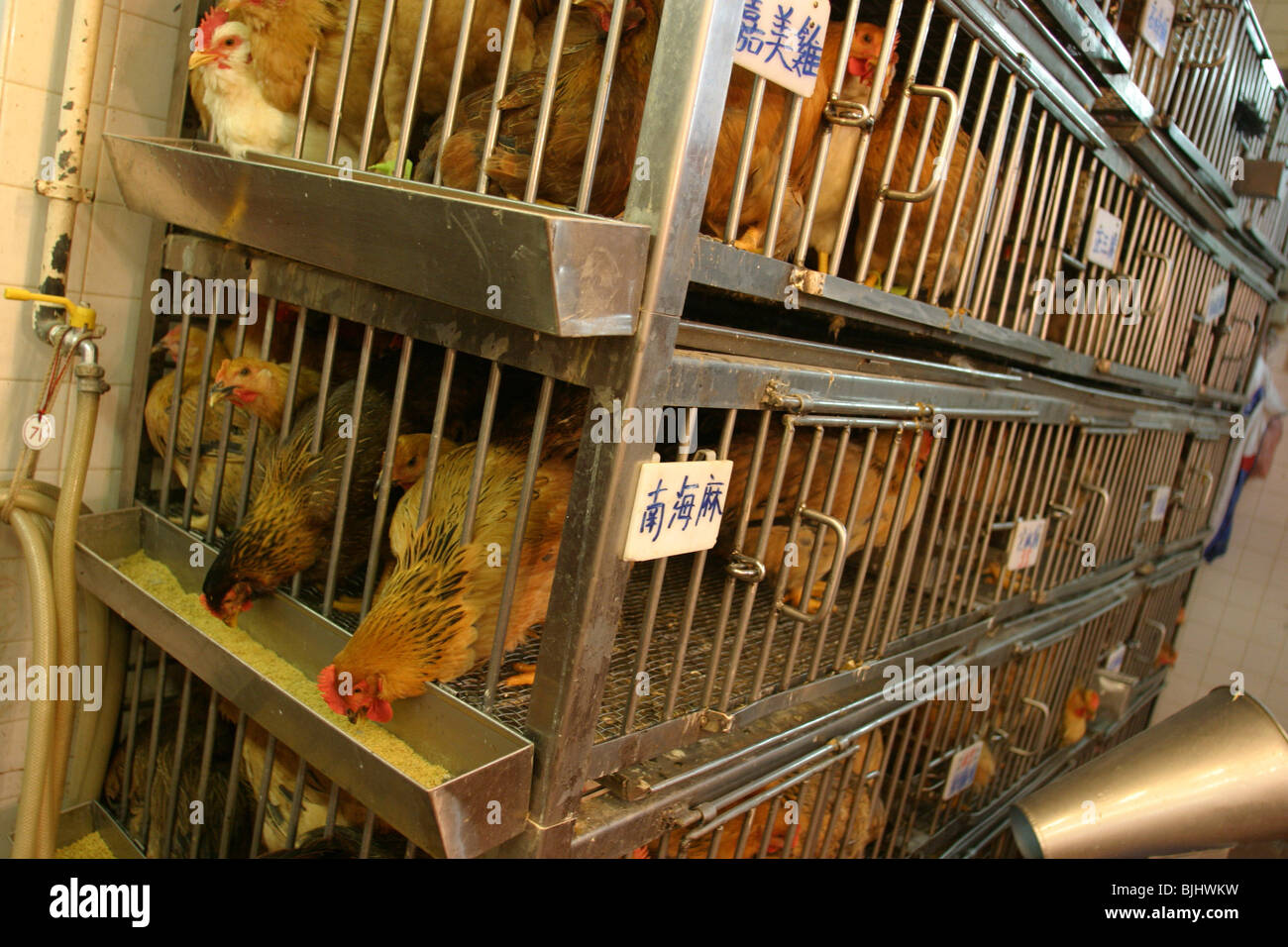 Live chickens for sale, and slaughter, in one of the many market places