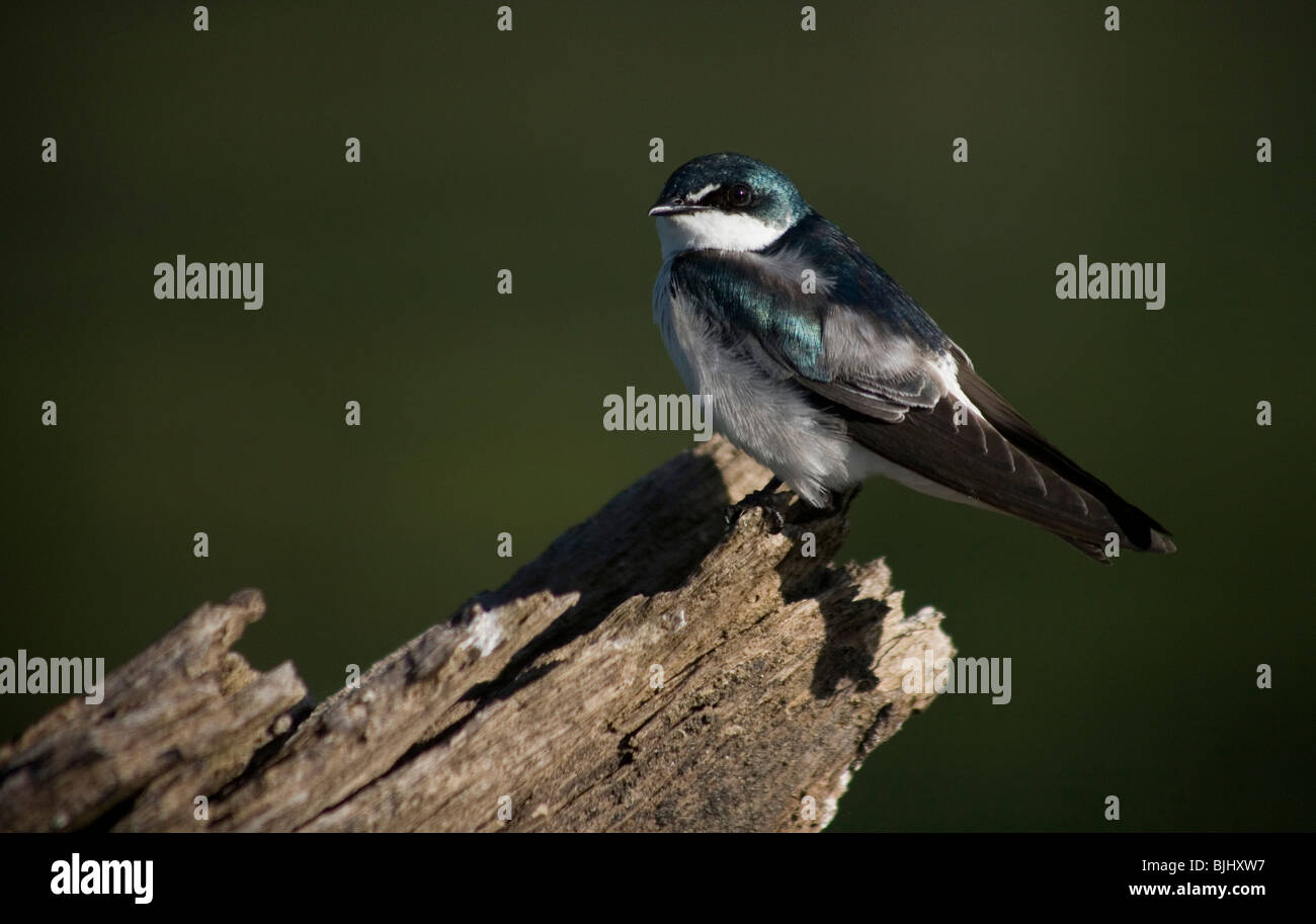 A mangrove swallow, Tachycineta Albilinea, perches on a trunk in the Tzendales River in the Montes Azules Biosphere Reserve in C Stock Photo