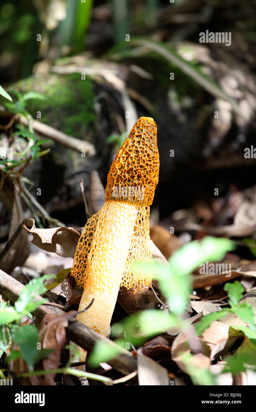 stinkhorn fungi Stock Photo