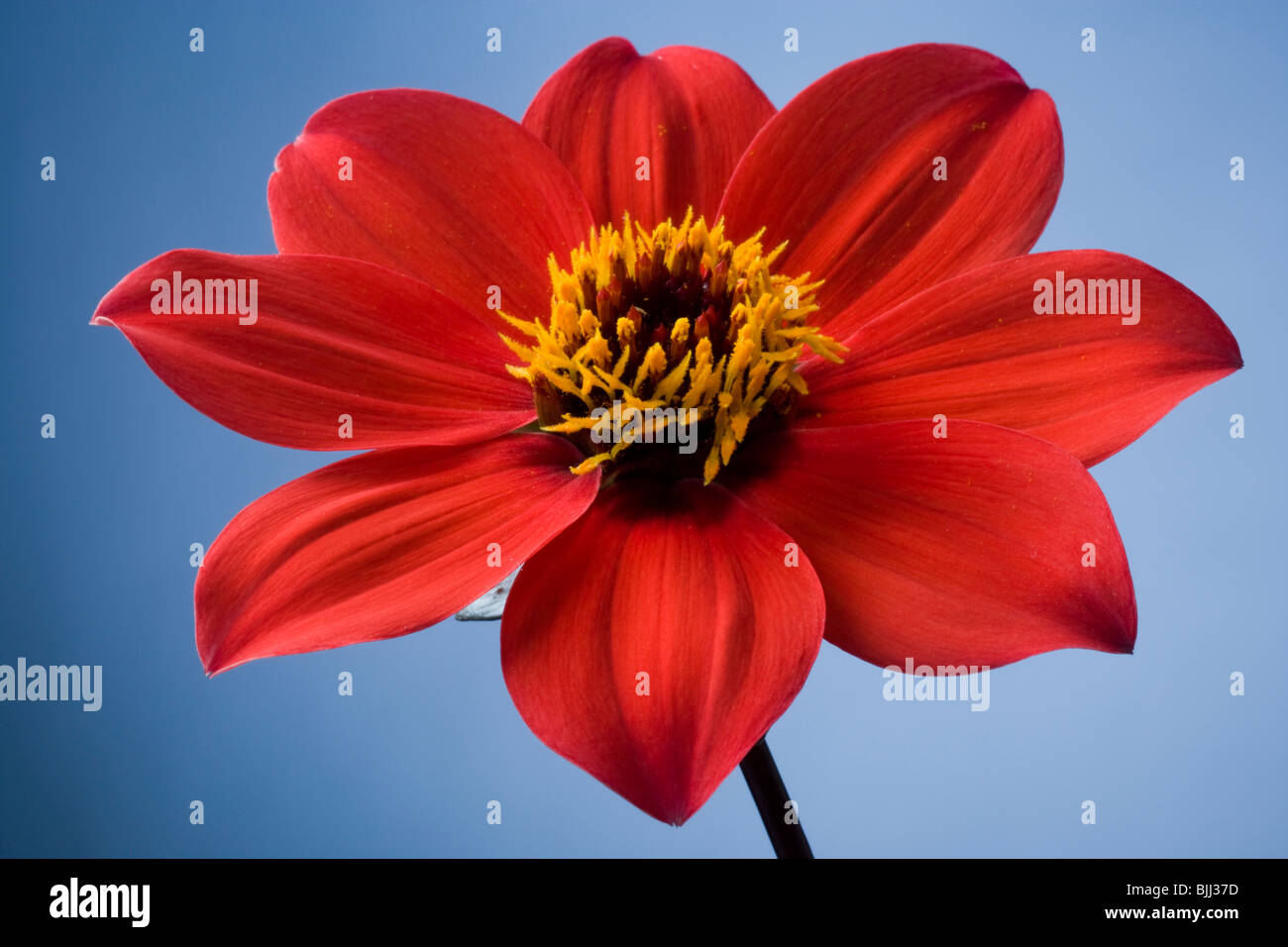 Detailed view of flower in bloom Stock Photo