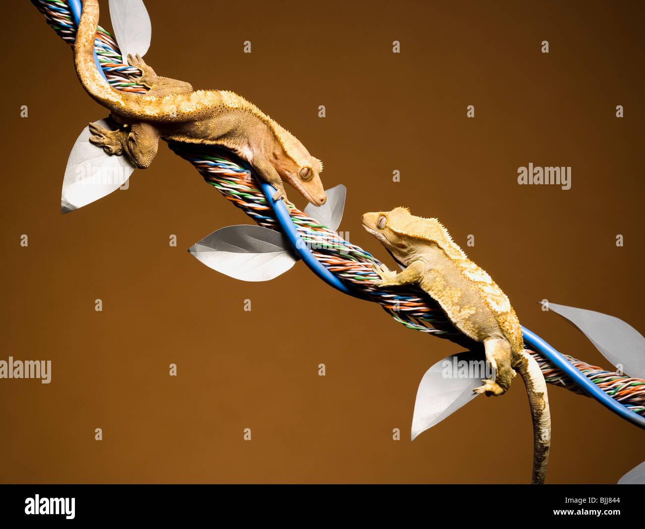Wire lizards hi-res stock photography and images - Alamy