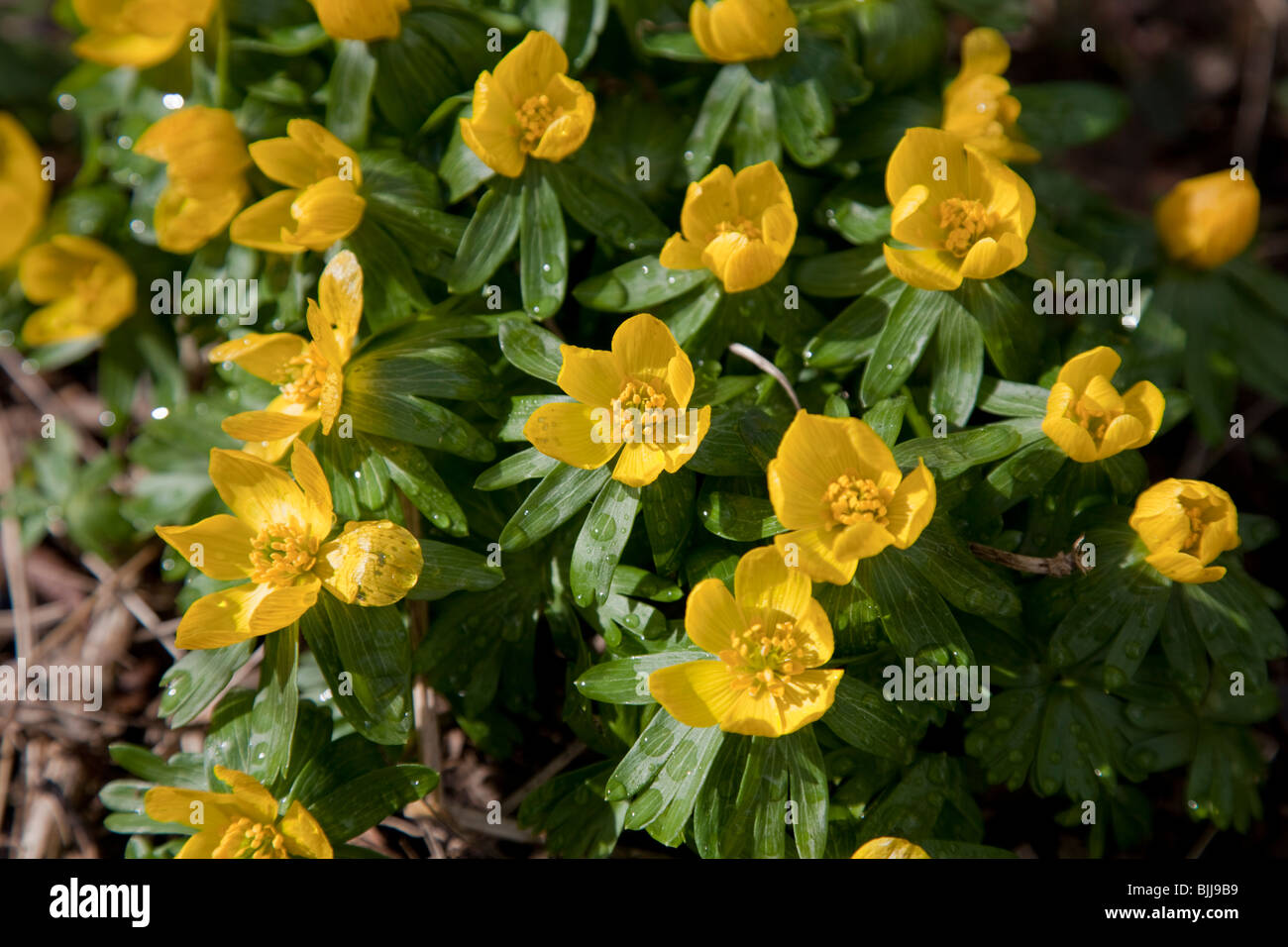 Yellow Aconites Stock Photo