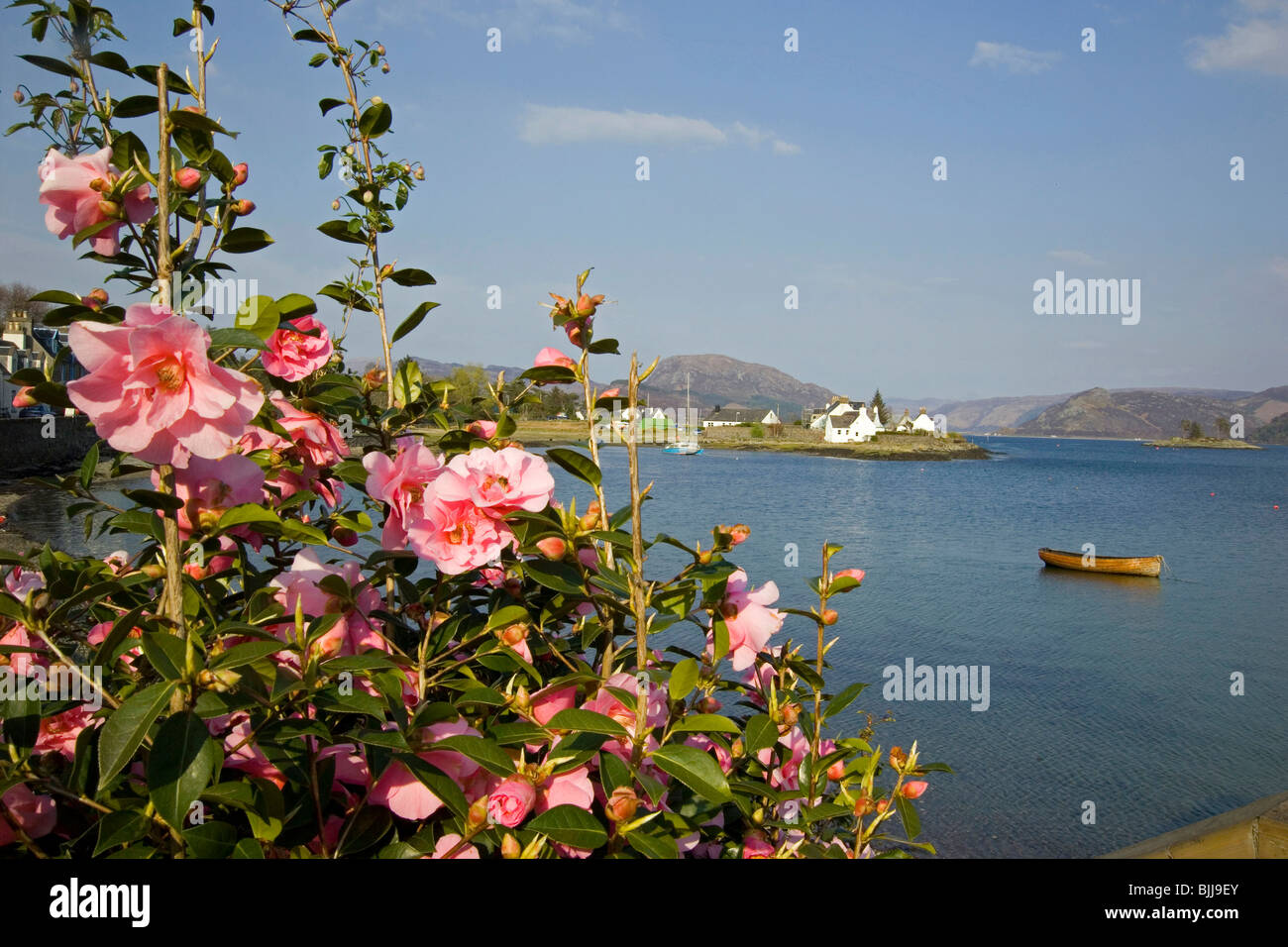 Pink Camellias on foreshore at Plockton, Wester Ross Stock Photo