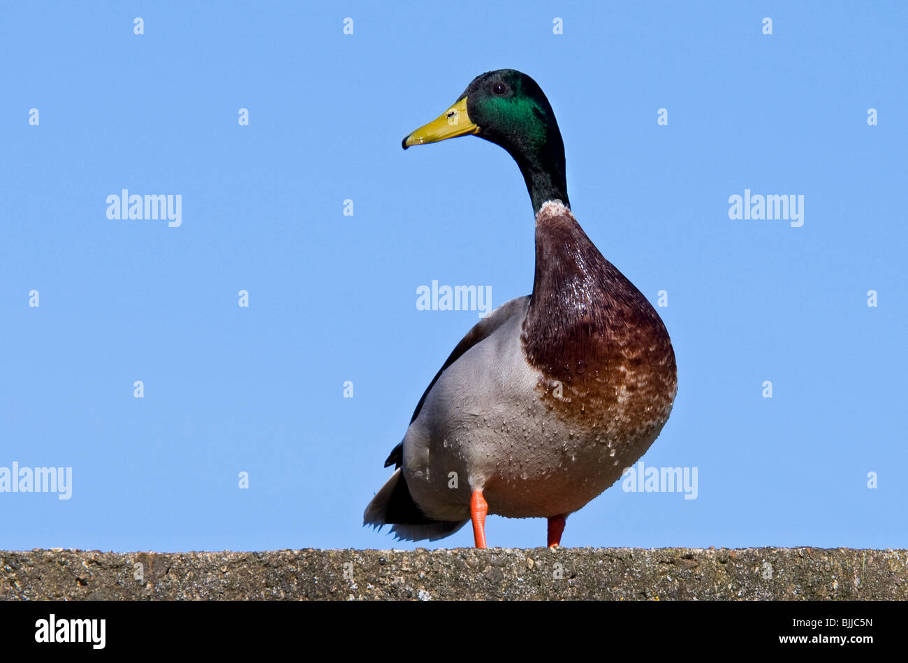 Mallard Drake Stock Photo