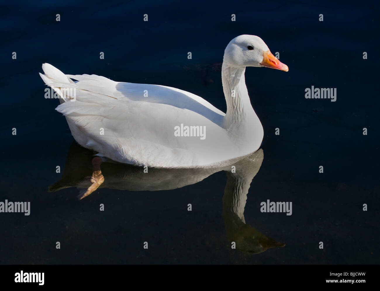 White Goose Stock Photo
