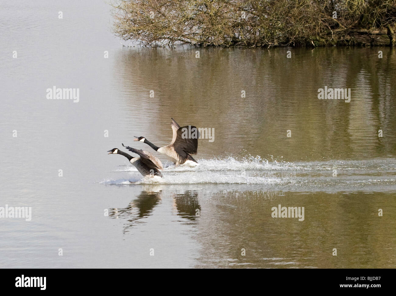 Canada Geese Landing Stock Photo