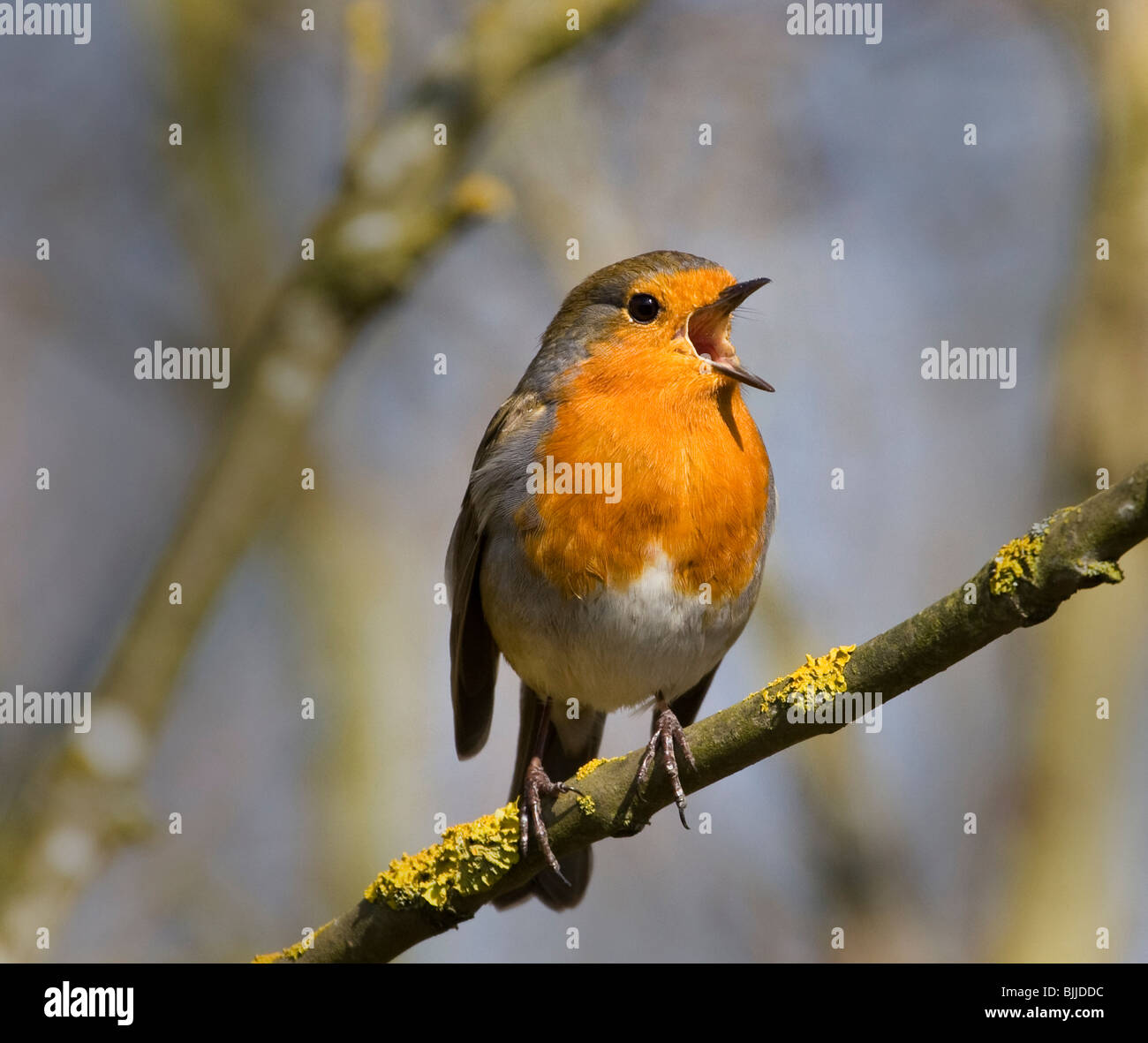 Robin Singing Stock Photo
