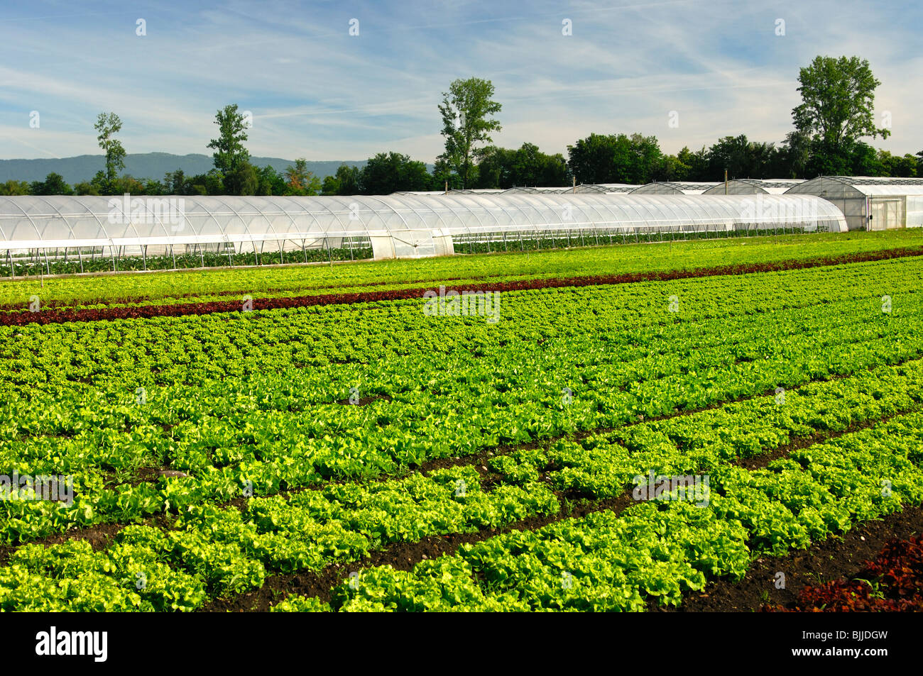 Cropland for lettuce production and greenhouses for the cultivation of vegetables in the Seeland region, Switzerland Stock Photo