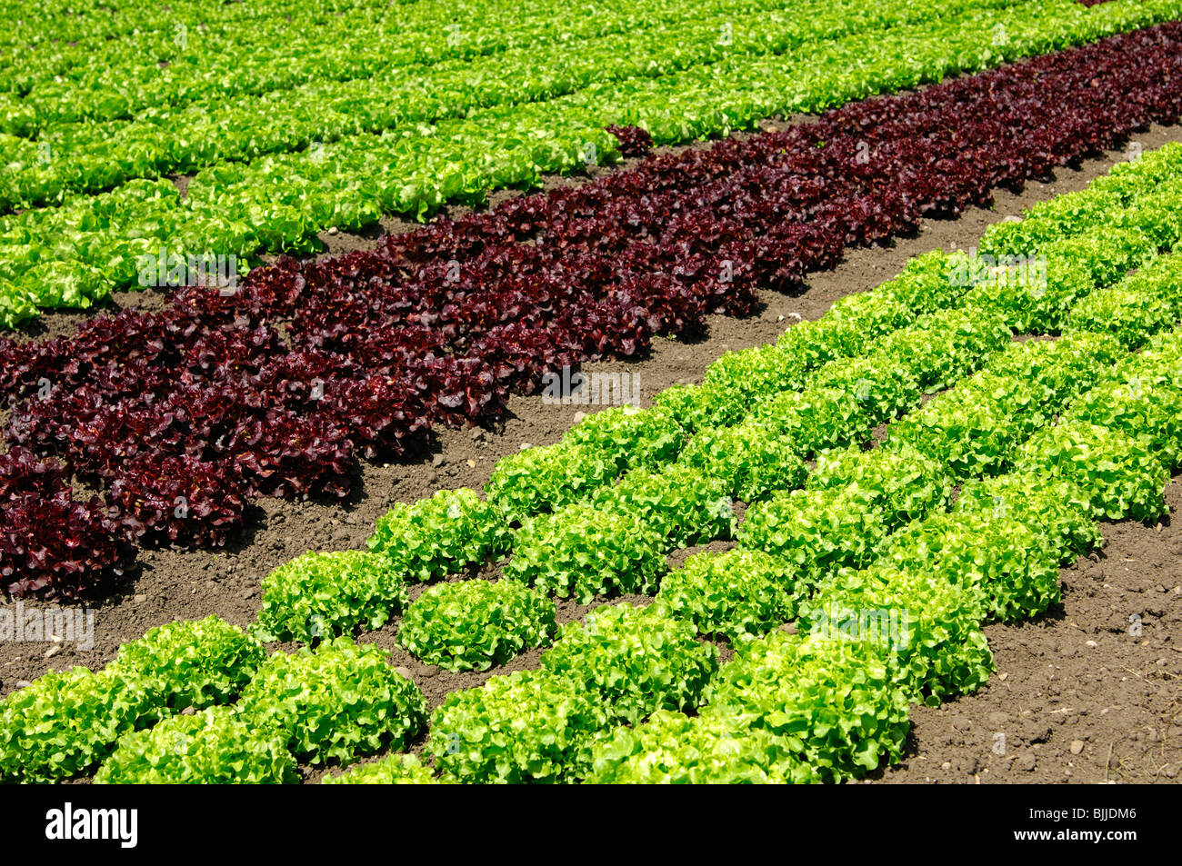 Cultivation of oak leaf lettuce and crisp-head lettuce Stock Photo