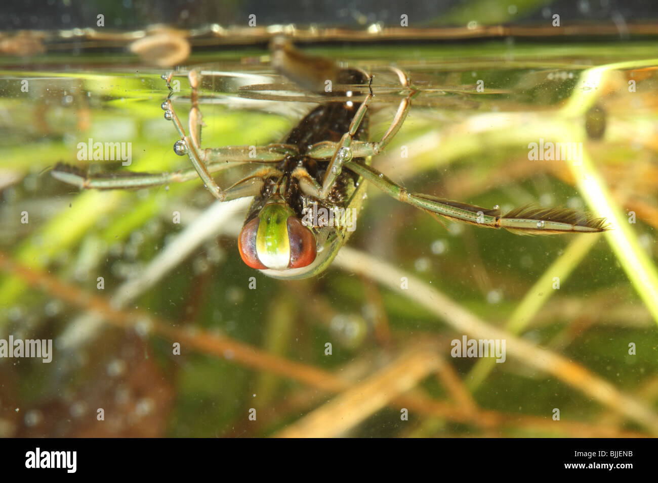 Backswimmer or water-boatman Notonecta viridis in pond at water surface Stock Photo