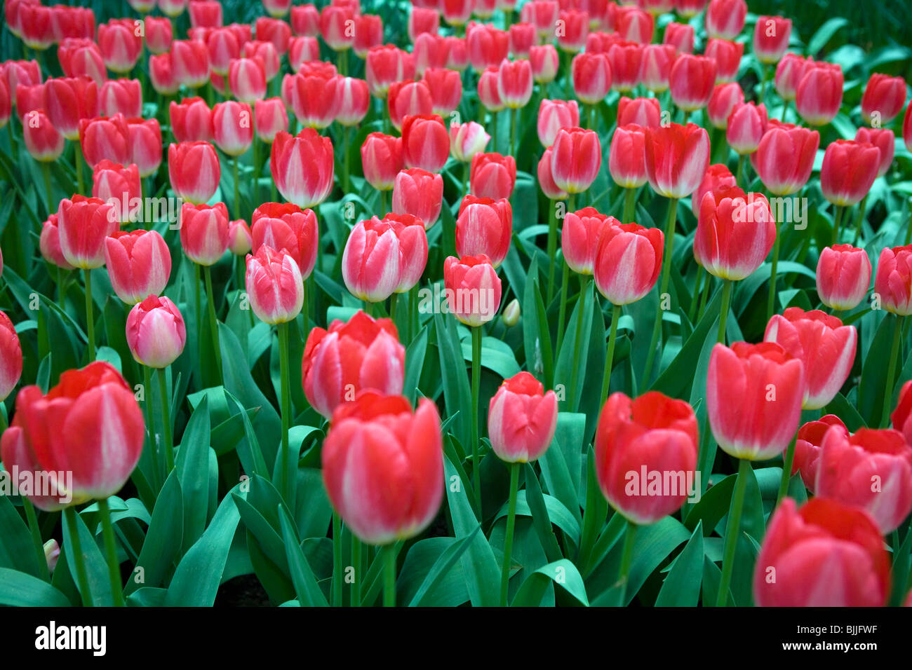 Judith Leyster tulips in the tulip garden the Keukenhof at Lisse the ...