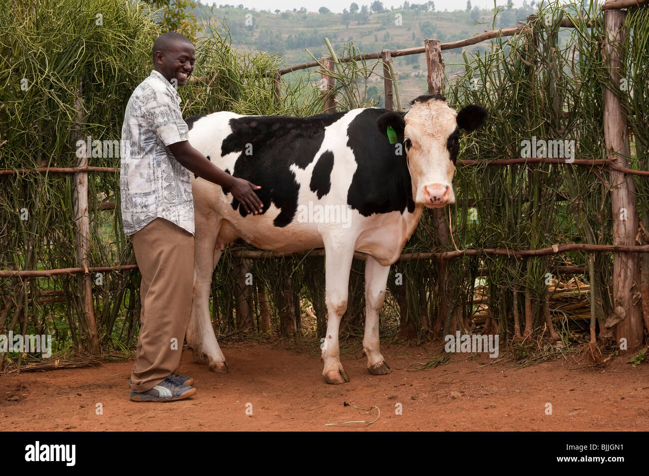 Vet inspecting dairy cow. Rwanda Stock Photo Alamy